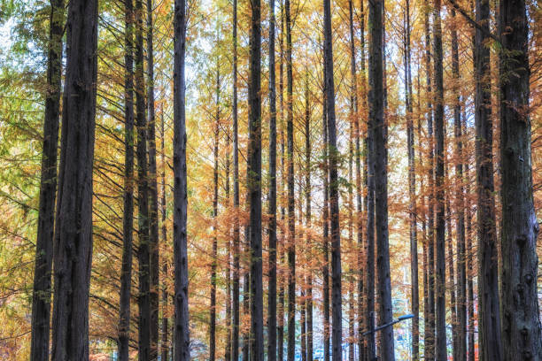 Fall foliage colors along metasequoia trees in Jangtaesan recreational forest in Daejeon, South Korea