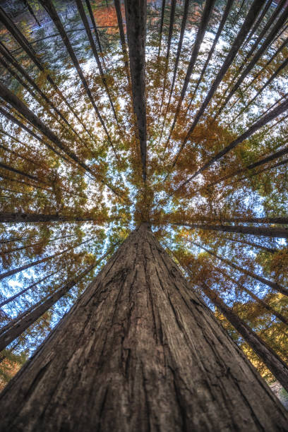 istock Looking Up Metasequoia Trees 1355947505
