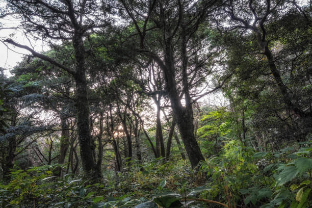 istock Bijarim Forest in Jeju Island 1355948495