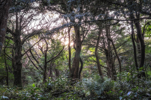 istock Bijarim Forest in Jeju Island 1355948819