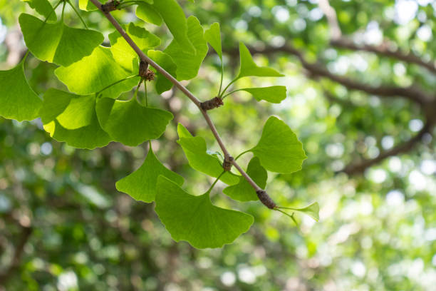 folhas de ginkgo biloba - ginkgo ginkgo tree chinese medicine healthcare and medicine - fotografias e filmes do acervo