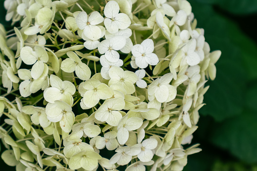 Blooming white Hydrangea