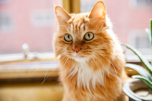 Retrato de gato de jengibre photo