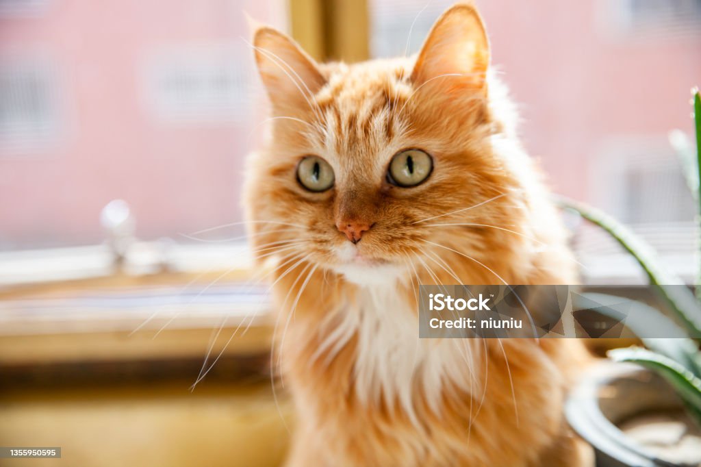 Ginger cat portrait Domestic Cat Stock Photo