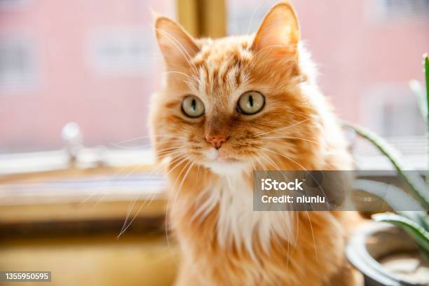 Ginger Cat Portrait Stock Photo - Download Image Now - Domestic Cat, Sitting, Animal Head