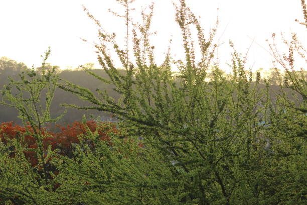 istock Tender leaves sprouting after the monsoon on the tree branches 1355950614