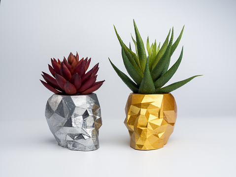 Gold and silver color skull shape plant pots with red and green succulent plants isolated on white background. Small modern DIY cement planter trendy decoration.