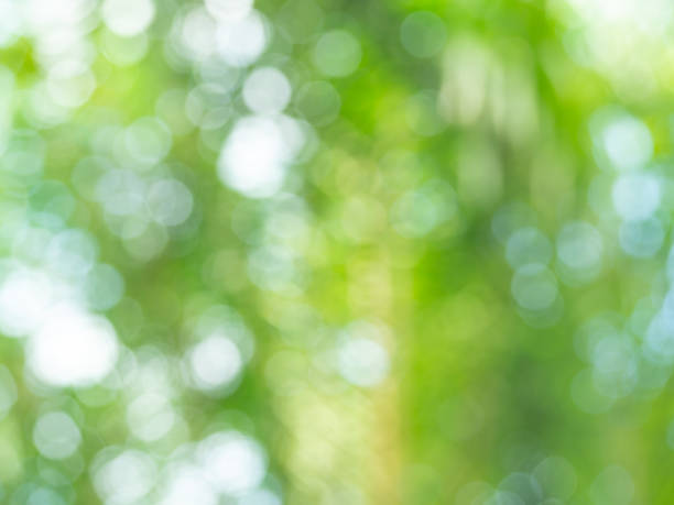 istock Abstract blurred green tropical palm tree, nature background with bokeh, natural light. Background of blurry green leaves bokeh out of focus from tree forest. 1355950734