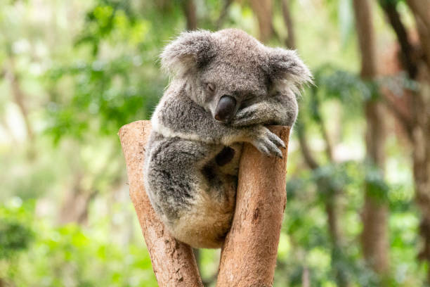 un koala sentado en la gente de un árbol.  apoyando la cabeza en los brazos mientras duerme. gold coast queensland australia - marsupial fotografías e imágenes de stock