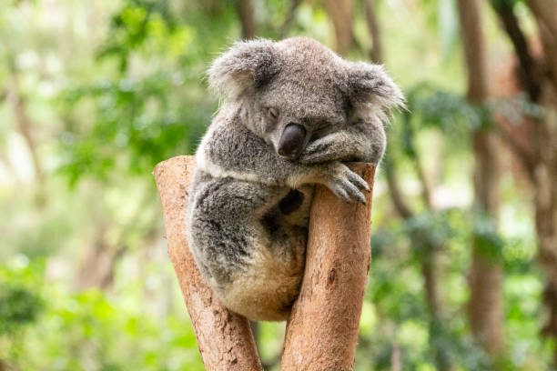 un koala assis au peuple d’un arbre.  posant sa tête sur ses bras pendant qu’elle dort. gold coast queensland australie - eucalyptus eucalyptus tree leaf tree photos et images de collection