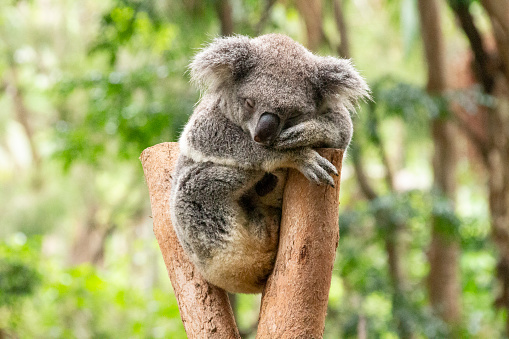 Horizontal public street sign  saying: 'slow koalas' noting urging drivers to slow down driving on rural roadway in Newrybar near Byron Bay area NSW Australia