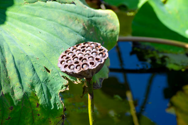 jesienna scena suszonego kubka z nasionami świętego lotosu (nelumbo nucifera) - lotus root lotus flower tranquil scene zdjęcia i obrazy z banku zdjęć