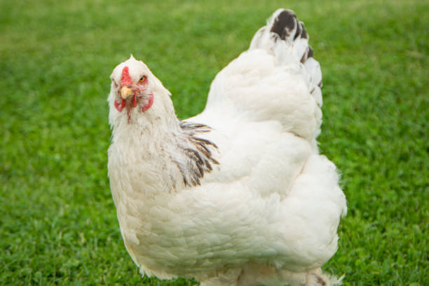 Brahma Chicken On The Farm White Chicken On Green Grass Poultry Breeding On  The Farm Poultry Breeding Stock Photo - Download Image Now - iStock
