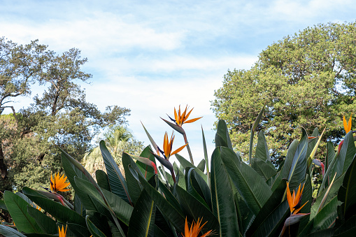 Strelitzia reginae, commonly known as the crane flower, bird of paradise, or isigude, is a species of flowering plant indigenous to South Africa. An evergreen perennial, it is widely cultivated for its dramatic flowers. In temperate areas it is a popular houseplant.