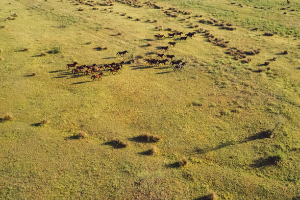 istock High Angle View Of Wild Horses On Field 1355954158