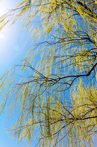 Willow tree with new green leaves