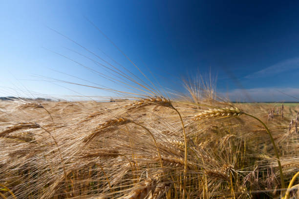 istock farming for growing rye and harvesting cereals 1355957642