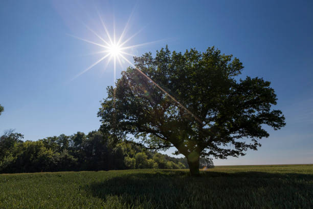 istock oak with green foliage in a field with green wheat 1355957697