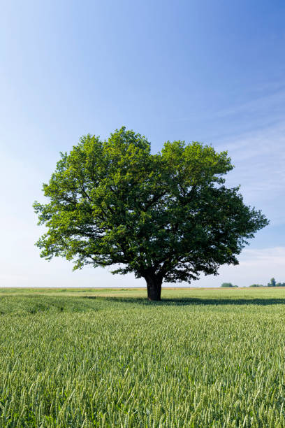 istock oak with green foliage in a field with green wheat 1355957700