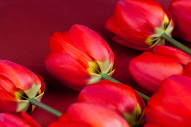 istock large number of red tulips on a red background 1355957726