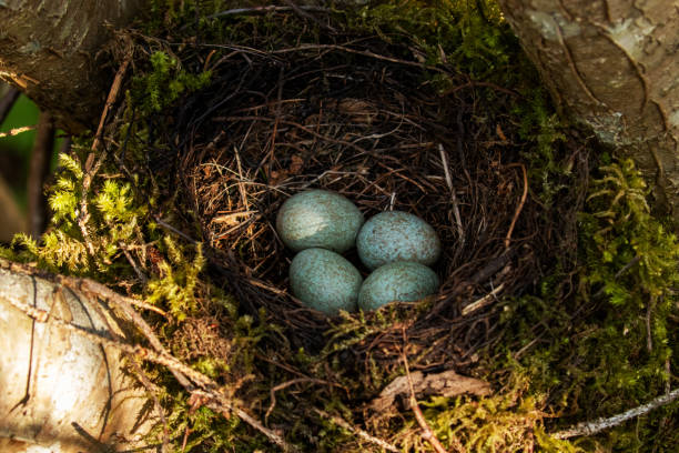 European thrush Common Blackbird, Turdus merula nest with four eggs during spring breeding season in Estonian forest, Northern Europe.