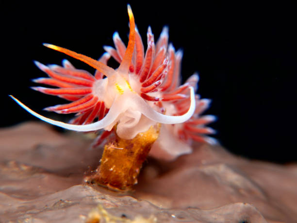 istock Nudibranch Cratena peregrina 1355957907