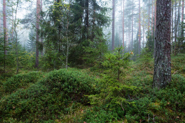 istock A misty autumnal morning 1355957960