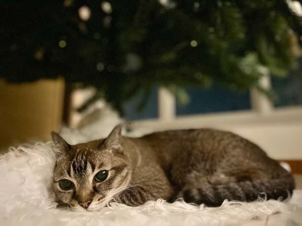 istock Daydreaming Cat looking into a Distance 1355958690