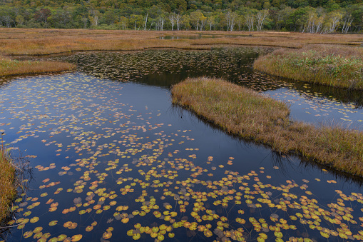 Ozegahara Marshland in the autumn.Ozegahara Marshland is largest highland marsh in Japan.