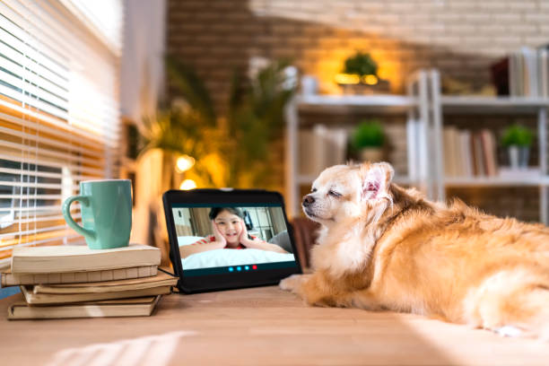 Funny chihuahua dog stay home  remotely while quarantine social distancing period contact talking to his ower while using tablet technology, Pets using a computer to contact his family person stock photo