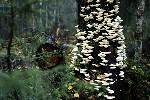 Poroid fungus, Climacocystis borealis covering an old and dead Spruce trunk in primeval forest of Oulanka National Park near Kuusamo, Northern Finland.