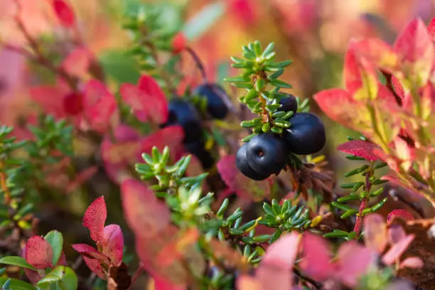 Close-up of Black crowberries in the middle of colorful autumn leaves in Northern Finland.