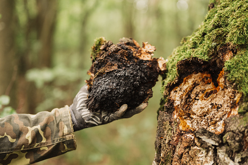 man survivalists and gatherer with hands gathering chaga mushroom growing on the birch tree trunk on summer forest. wild raw food chaga parasitic fungus or fungi it is used in alternative medicine