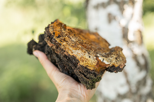 woman survivalists and gatherer with hands gathering and foraging chaga mushroom growing on the birch tree on forest. wild raw food chaga parasitic fungus or fungi it is used in alternative medicine