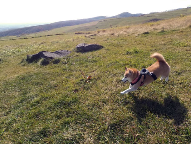 istock Shiba first playing in Hoikkaido 1355961141