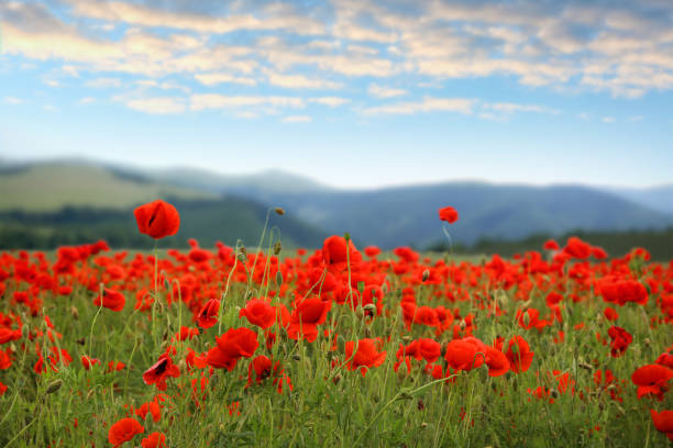 istock Many blooming poppy flowers on mountain meadow 1355961930