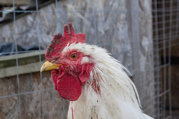 istock A white rooster on a walk in a chicken coop. 1355962093