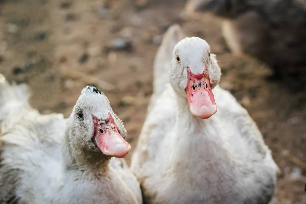 istock Mulard ducks walk in the poultry yard. 1355962099