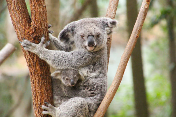 istock Mum koala sitting in a tree while her baby joey koala holds on tight.  Joey looking out from under mums arm. Gold Coast Queensland Australia 1355962321
