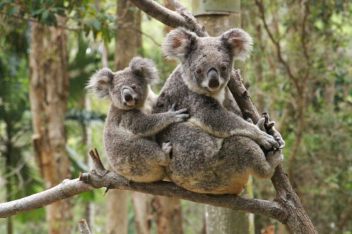 Two koalas looking cute in a tree.