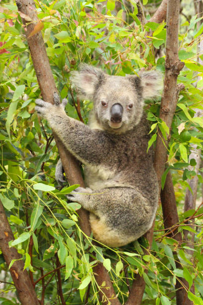 istock One female koala sitting in between branches of a tree.  Looking right at the camera while holding onto the branch. Gold Coast Queensland Australia 1355962888