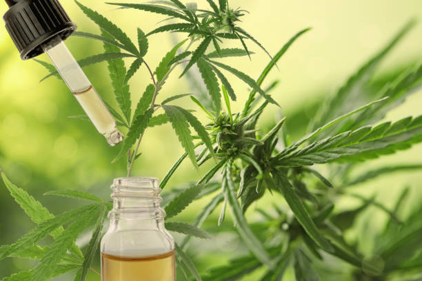 istock Hemp oil and plant on background. Space for text 1355962929