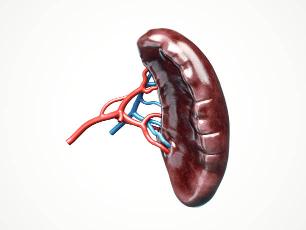 istock Anatomically accurate 3d illustration of human internal organ spleen 1355963088