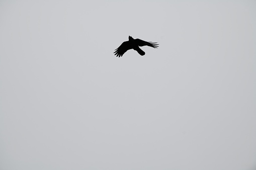 Raven fly over city. In Beijing live around 100 different birds which make city also place for spotting birds.