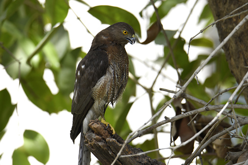 Bird of Prey  (Shikra) in breeding colors sitting on Tree trunk.