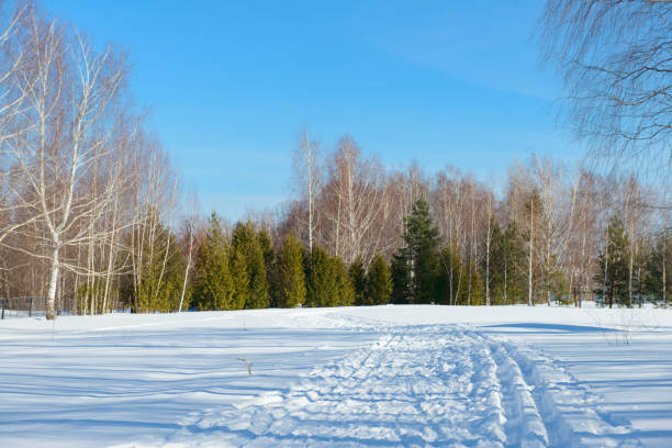A sunny winter day with a snowy road to the forest