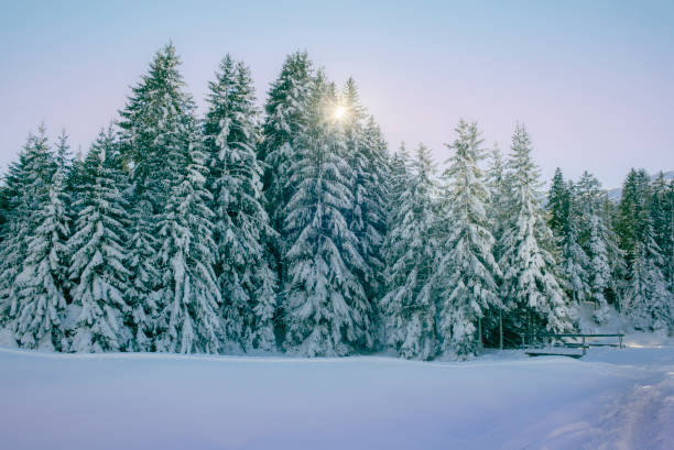 Trees covered in white snow right after a snowfall on the shores of the lake of Lenzerheide in Switzerland Trees covered in white snow right after a snowfall on the shores of the lake of Lenzerheide in Switzerland arosa stock pictures, royalty-free photos & images
