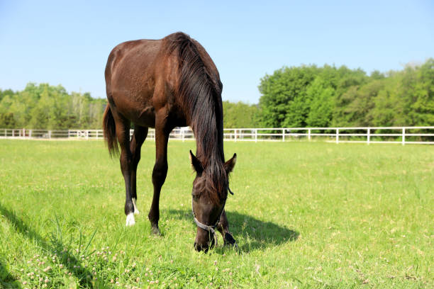 istock Dark bay horse in paddock on sunny day. Beautiful pet 1355967703