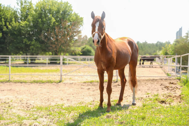istock Chestnut horse in paddock on sunny day. Beautiful pet 1355967862