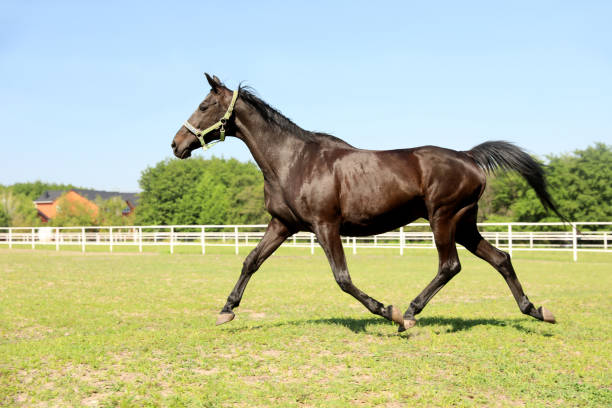 istock Dark bay horse in paddock on sunny day. Beautiful pet 1355967908
